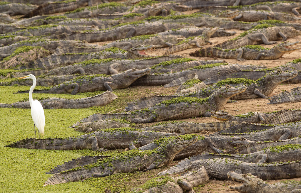 Alligators and an egret stand on the banks of the Bento Gomes river next to the Transpantaneira road at the Pantanal wetlands near Pocone, Mato Grosso state, Brazil, Monday, Sept. 14, 2020. A vast swath of the vital wetlands is burning in Brazil, sweeping across several national parks and obscuring the sun behind dense smoke. (AP Photo/Andre Penner)