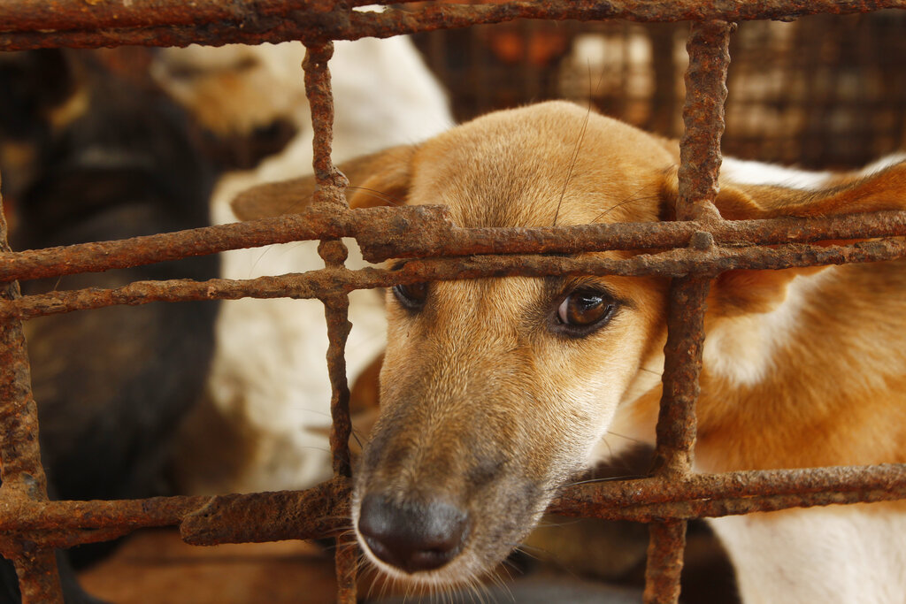 Dogs are caged in a slaughterhouse as they wait for FOUR PAWS International to rescue them at Chi Meakh village in Kampong Thom province north of Phnom Penh, Cambodia, Wednesday, Aug. 5, 2020. Animal rights activists in Cambodia have gained a small victory in their effort to end the trade in dog meat, convincing a canine slaughterhouse in one village to abandon the business. (AP Photo/Heng Sinith)