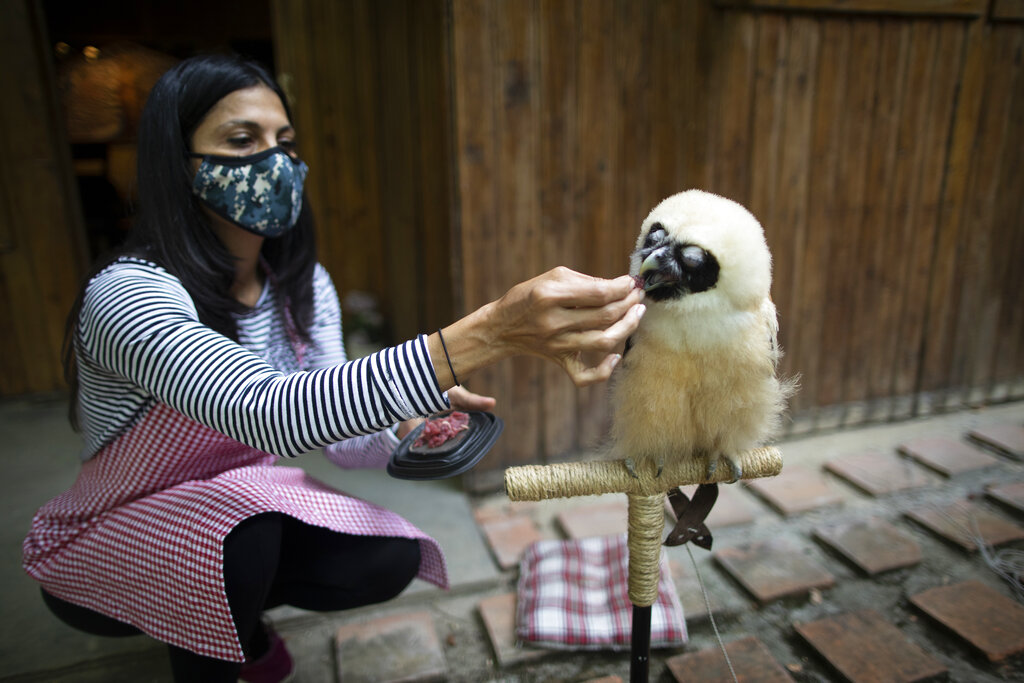 The veterinarian and environmentalist Grecia Marquis feeds a spectacled owl who when if fell from a tree a month ago was dehydrated and skinny, in Caracas, Venezuela, Monday, Sept. 21, 2020. Marquis, founder of Feathers and Tails in Freedom, said that the rescue of wild animals in the capital 