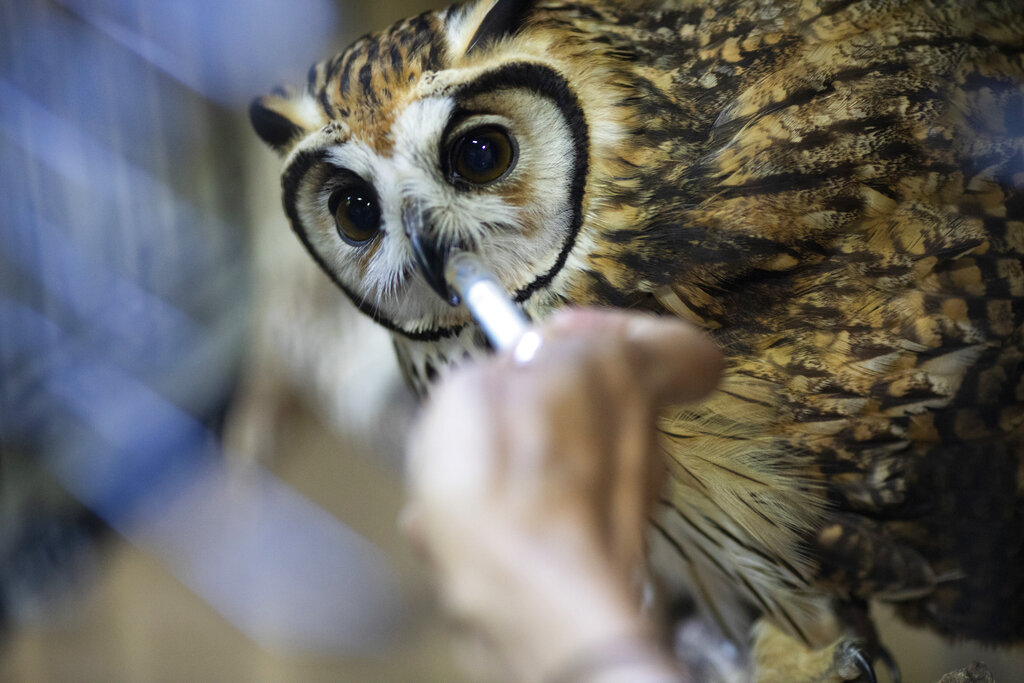 The veterinarian and environmentalist Grecia Marquis uses a syringe to give water to an owl at the Feathers and Tails in Freedom foundation, in Caracas, Venezuela, Monday, Sept. 21, 2020. The owl who was found two months ago with a wing injury is now recovering after surgery. (AP Photo/Ariana Cubillos)