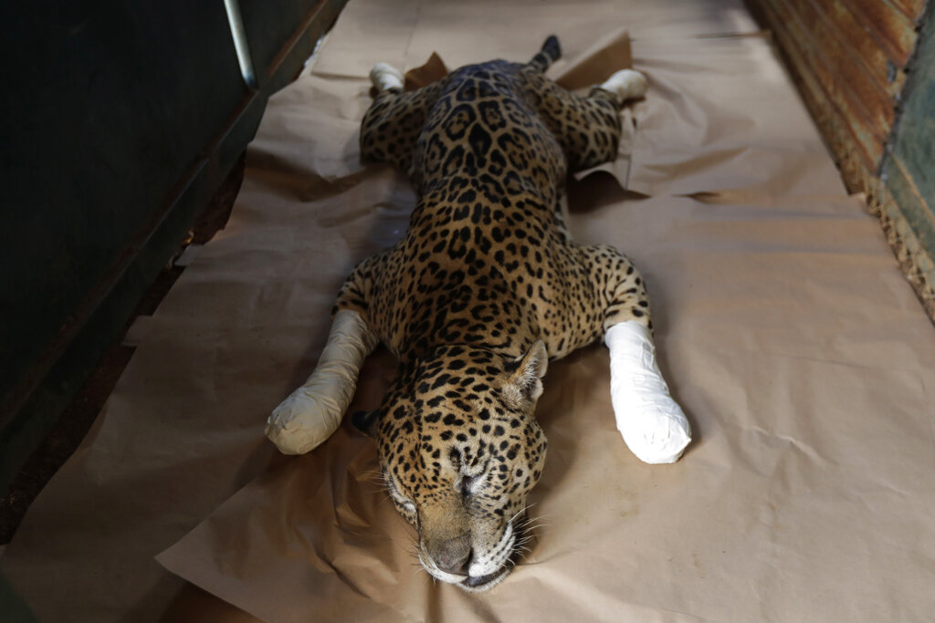A Jaguar named Ousado, who suffered second-degree burns during fires in the Pantanal region, rests in his cage after treatment at the headquarters of Nex Felinos, an NGO aimed at defending endangered wild cats, in the city of Corumba, Goias state, Brazil, Sunday, Sept. 27, 2020. Two Jaguars, a male and a female, were rescued from the great Pantanal fire and are receiving treatment with laser, ozone therapies and cell injections to hasten recovery of burned tissue. (AP Photo/Eraldo Peres)