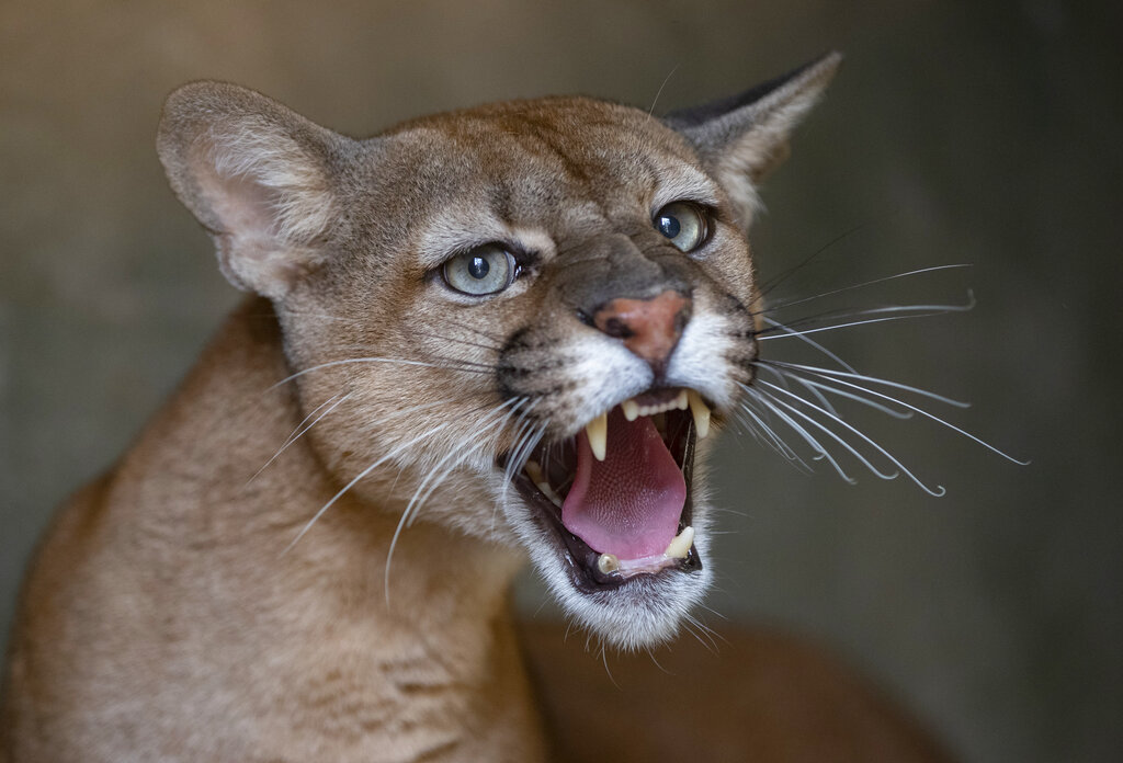 An injured puma growls from inside its cage at the Mata Ciliar NGO in Jundiai, Brazil, Tuesday, Oct. 20, 2020. The association treats animals that have been victims of fires, environmental disasters or of traffickers, and rehabilitates the wild animals in order to release them to their natural habitat. (AP Photo/Andre Penner)