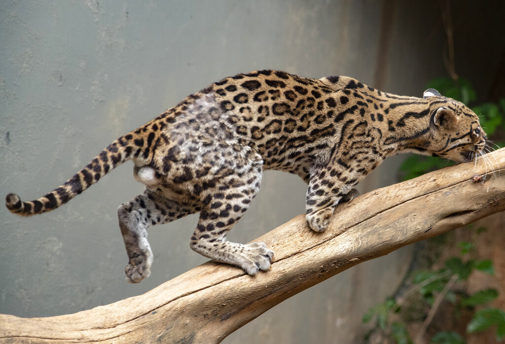 An injured ocelot that lost part of its leg when it was run over by a car climbs a branch inside its cage at the Mata Ciliar NGO in Jundiai, Brazil, Tuesday, Oct. 20, 2020. The association treats animals that have been victims of fires, environmental disasters or of traffickers, and rehabilitates the wild animals in order to release them to their natural habitat. (AP Photo/Andre Penner)