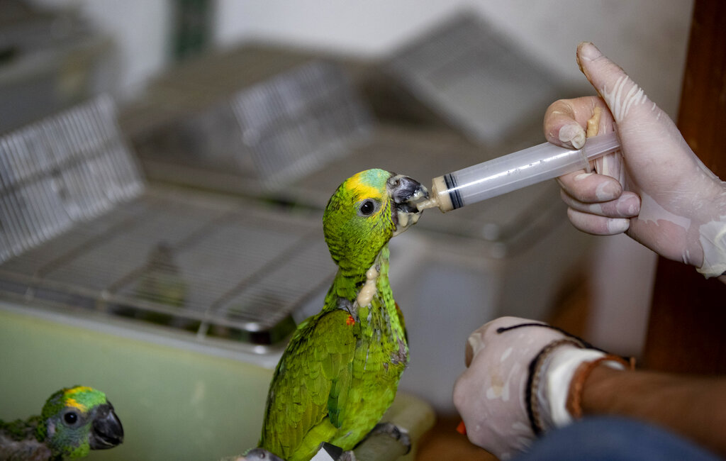 A veterinarian feeds parrot chicks that were recovered by highway police, in Jundiai, Brazil, Tuesday, Oct. 20, 2020. The parrots were crammed inside wooden boxes in the trunk of a car. The people arrested with the animals said they captured them in the state of Mato Grosso do Sul in order to sell them. (AP Photo/Andre Penner)