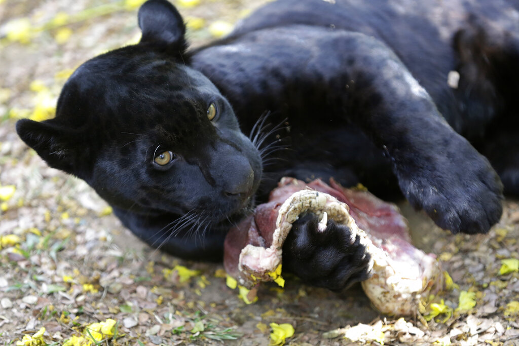 A Jaguar eats in an integration environment at the headquarters of Nex Felinos, an NGO aimed at defending endangered wild cats, in the city of Corumba, Goias state, Brazil, Sunday, Sept. 27, 2020. Two Jaguars, a male and a female, were rescued from the great Pantanal fire and are receiving treatment with laser, ozone therapies and cell injections to hasten recovery of burned tissue. (AP Photo/Eraldo Peres)