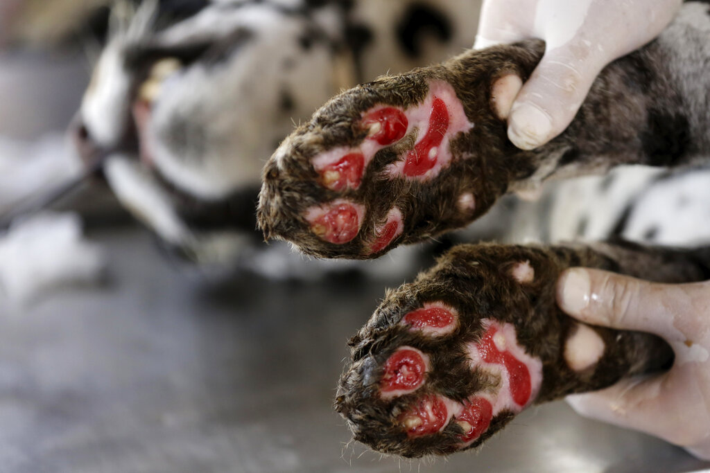 A veterinarian shows the paws of a Jaguar named Amanaci, who suffered third degree burns during the fires in the Pantanal region, at the headquarters of Nex Felinos, an NGO aimed at defending endangered wild cats, in the city of Corumba, Goias state, Brazil, Sunday, Sept. 27, 2020. Two Jaguars, a male and a female, were rescued from the great Pantanal fire and are receiving treatment with laser, ozone therapies and cell injections to hasten recovery of burned tissue. (AP Photo/Eraldo Peres)