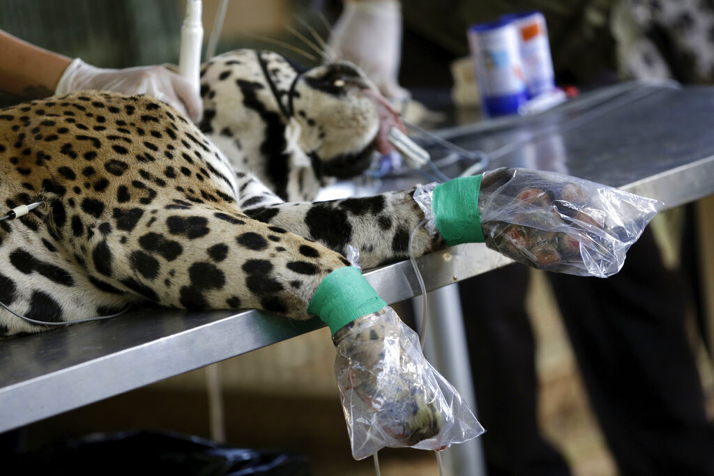 A veterinarian works with ozone therapy on the paws of a Jaguar named Ousado, who suffered second degree-burns during the fires in the Pantanal region, at the headquarters of Nex Felinos, an NGO aimed at defending endangered wild cats, in the city of Corumba, Goias state, Brazil, Sunday, Sept. 27, 2020. Two Jaguars, a male and a female, were rescued from the great Pantanal fire and are receiving treatment with laser, ozone therapies and cell injections to hasten recovery of burned tissue. (AP Photo/Eraldo Peres)