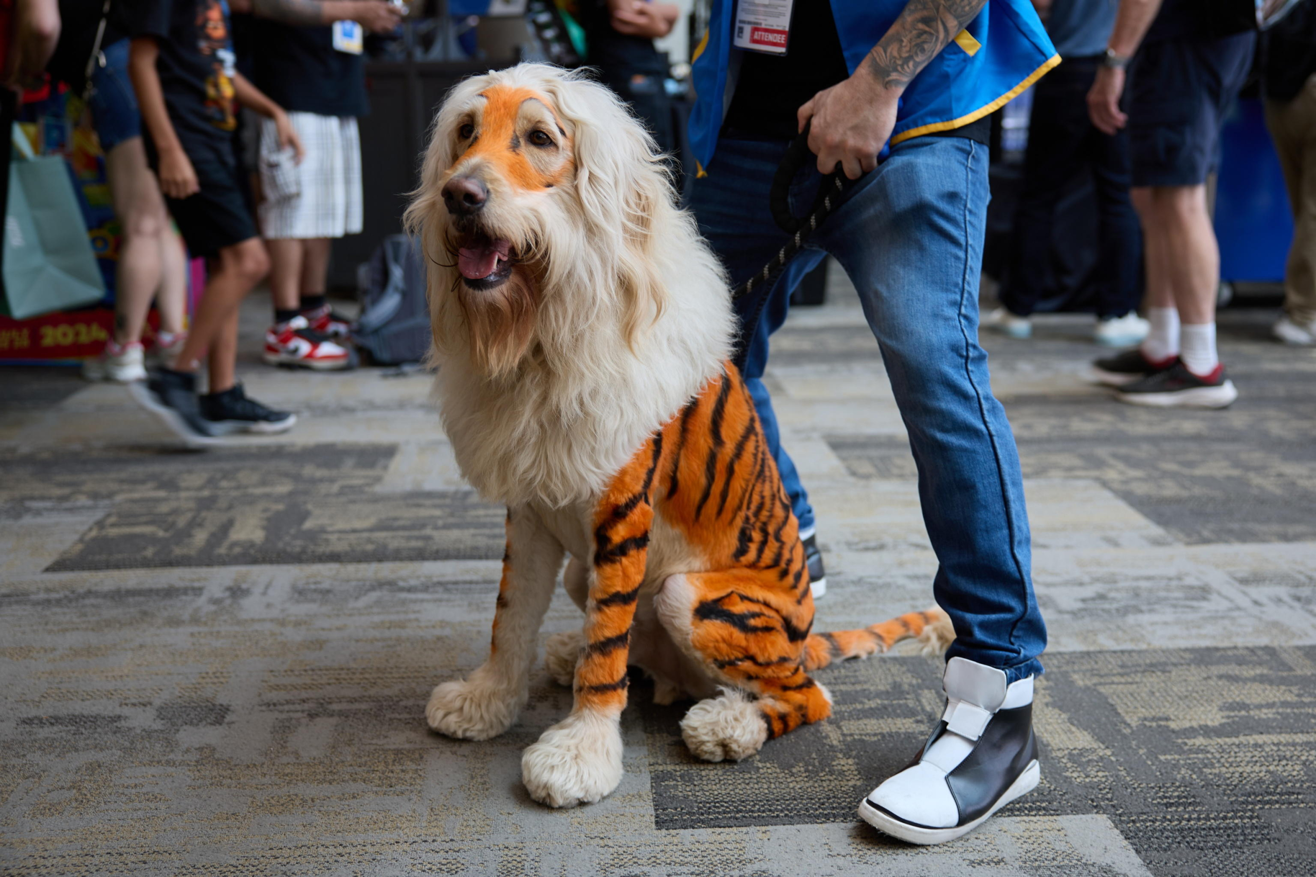 epaselect epa11496723 A person dresses their dog in cosplay as a lion at Comic-Con International in San Diego, California, USA, 25 July 2024. San Diego Comic-Con International is a comics arts conference held from 25-28 July 2024.  EPA/ALLISON DINNER