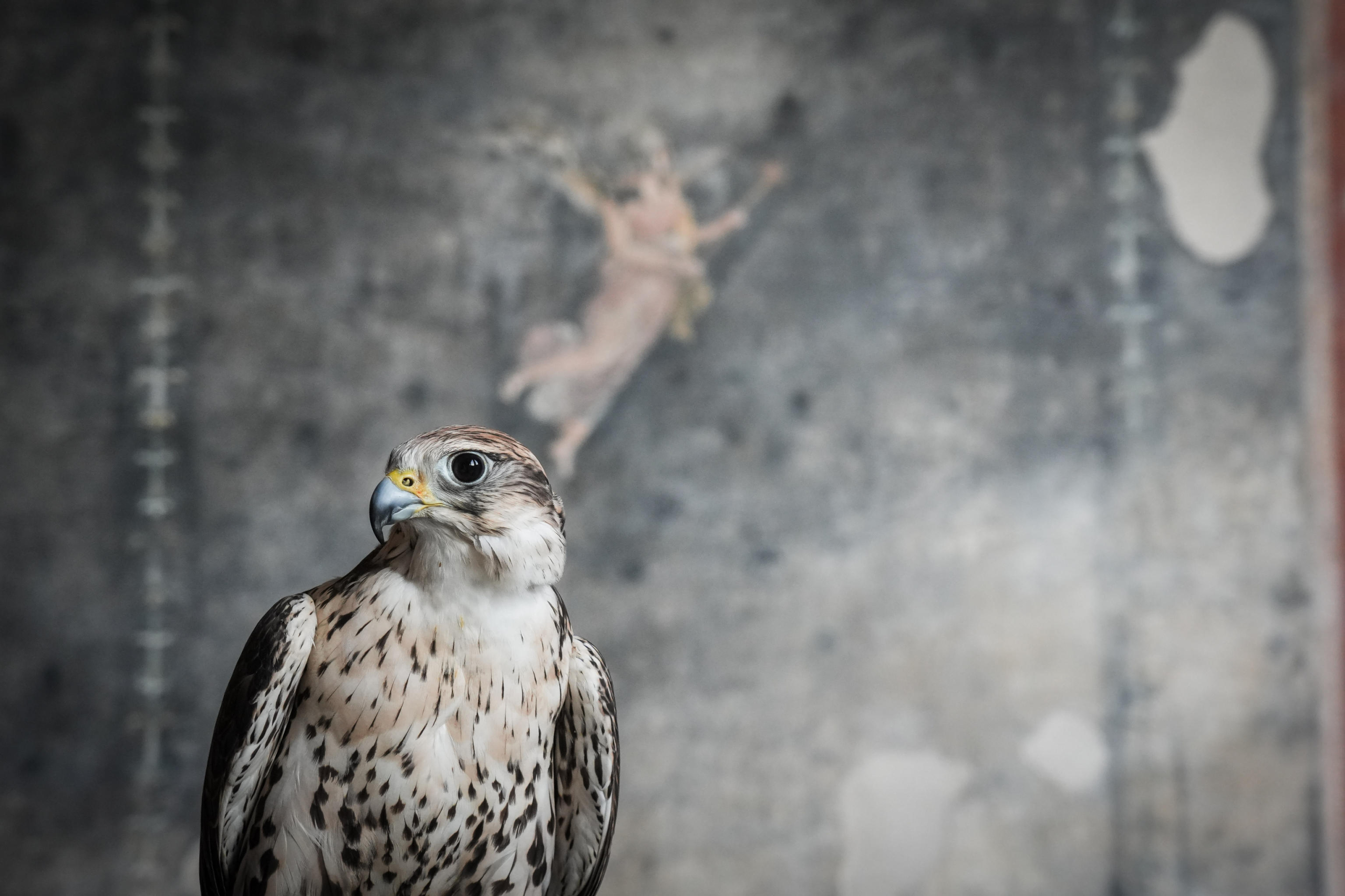 Il falco Aria veglia su Pompei. Insieme alla Poiana Gianna, il rapace è uno dei due 