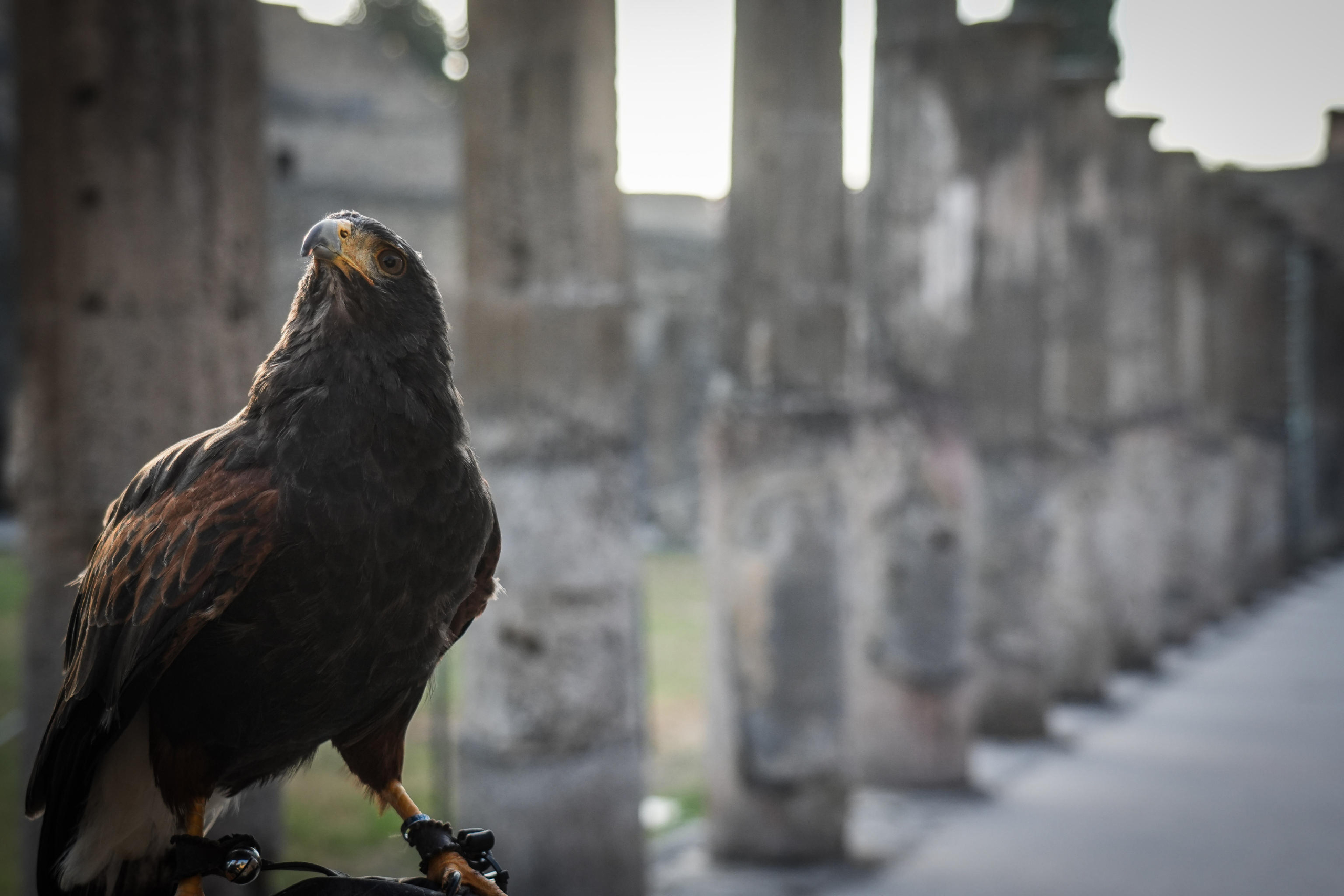 La poiana Gianna e il suo volo su Pompei. Insieme al falco Aria,
il rapace è una delle due 