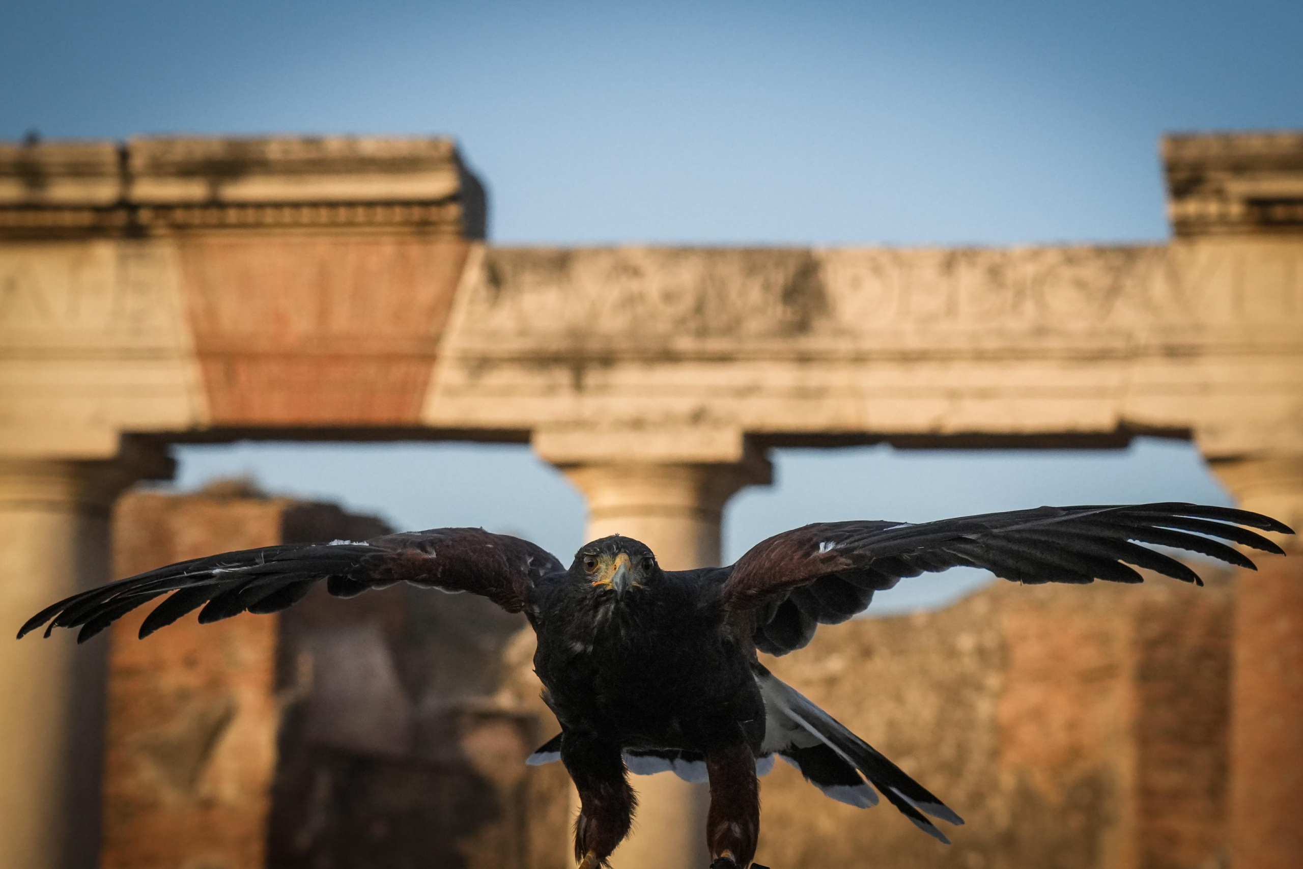 La poiana Gianna e il suo volo su Pompei. Insieme al falco Aria,
il rapace è una delle due 