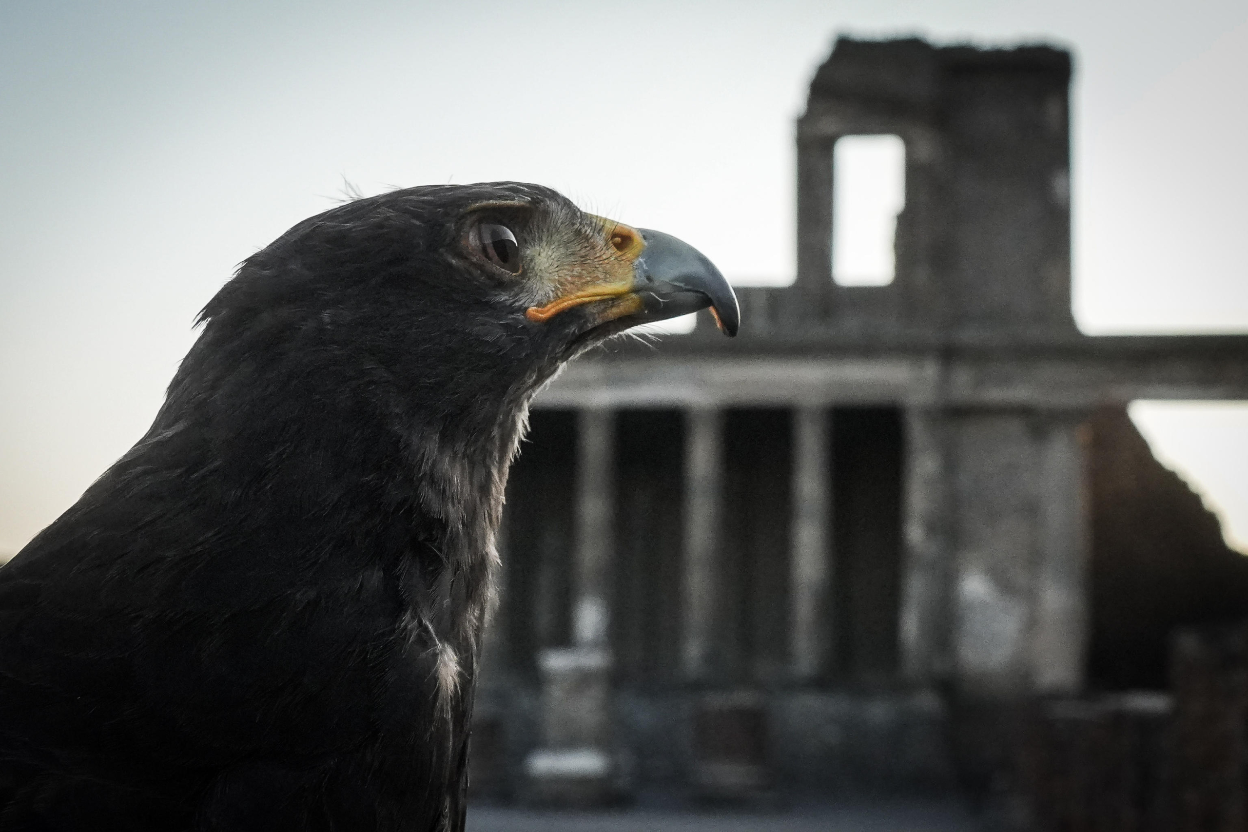 La poiana Gianna e il suo volo su Pompei. Insieme al falco Aria,
il rapace è una delle due 