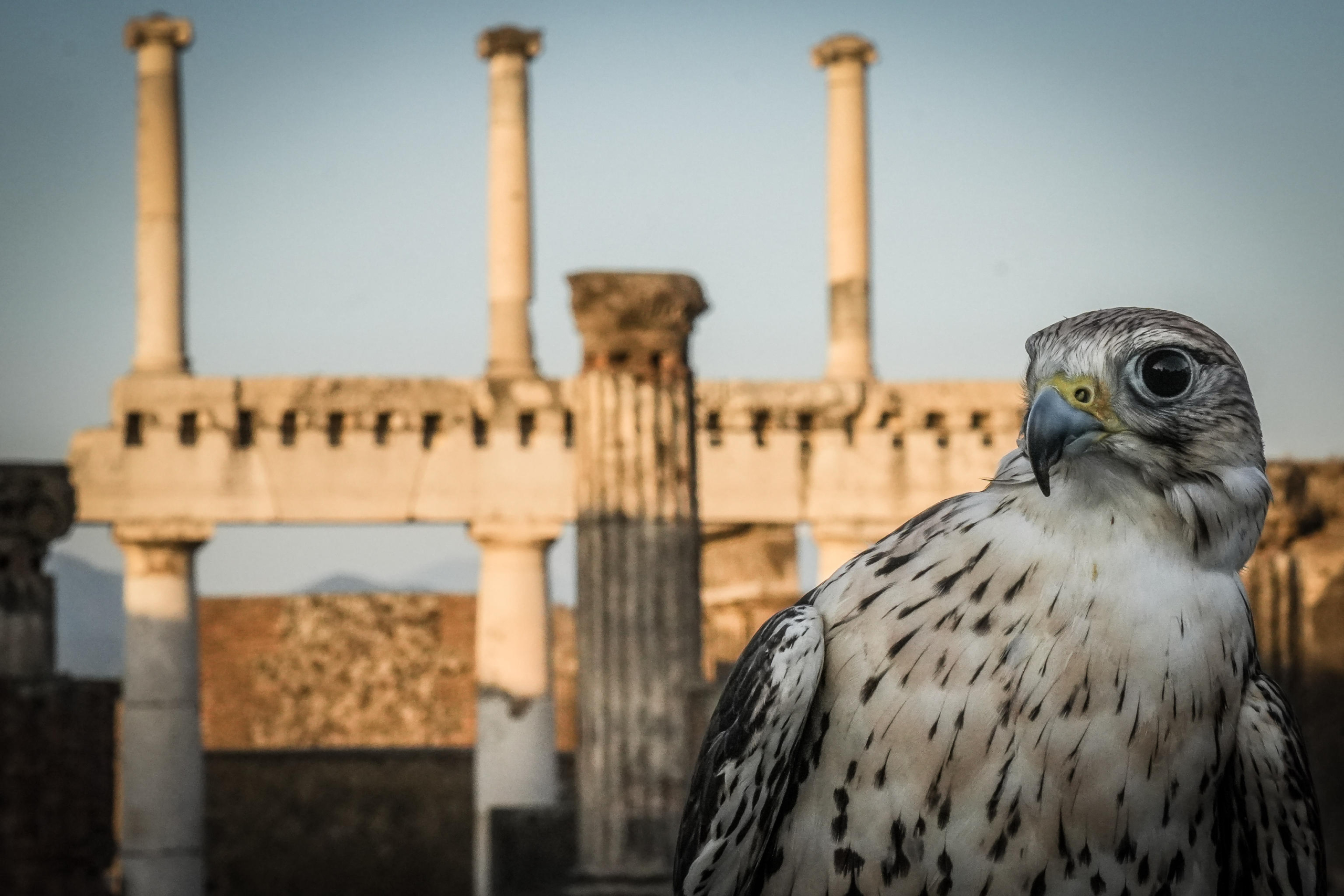 Il falco Aria veglia su Pompei. Insieme alla Poiana Gianna, il rapace è uno dei due 