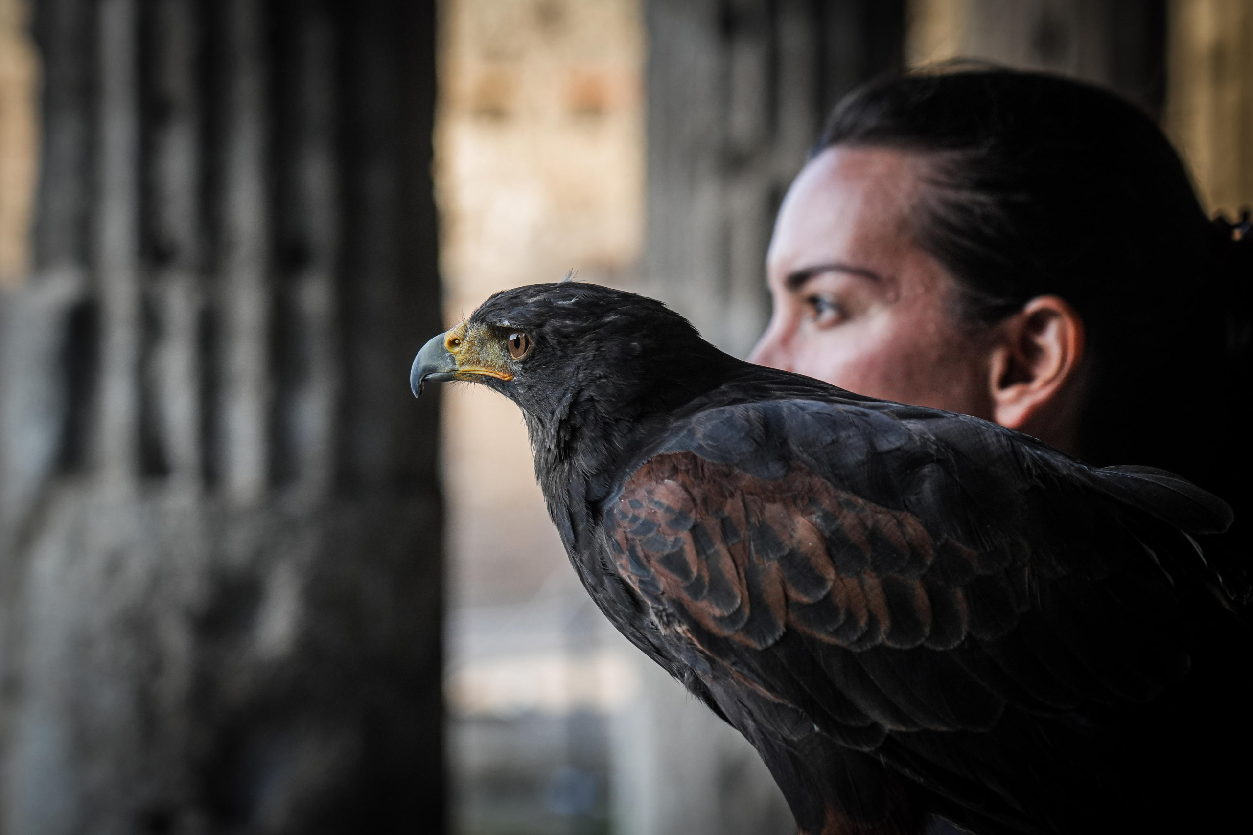 La biotecnologa Paola Barile con la poiana Gianna. Insieme al falco Aria,
il rapace è una delle due 