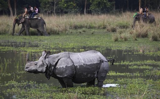 Rinoceronte india