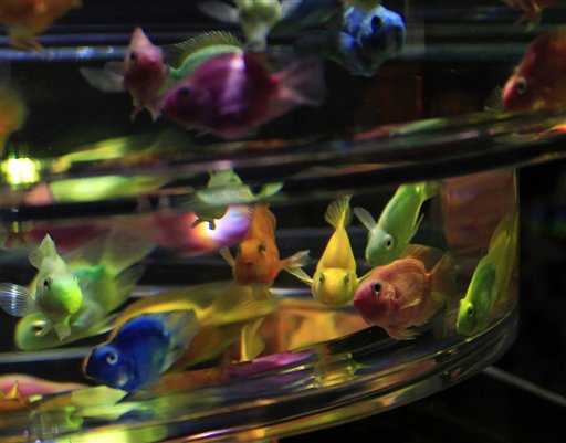 L'arte dell'acquario Giappone