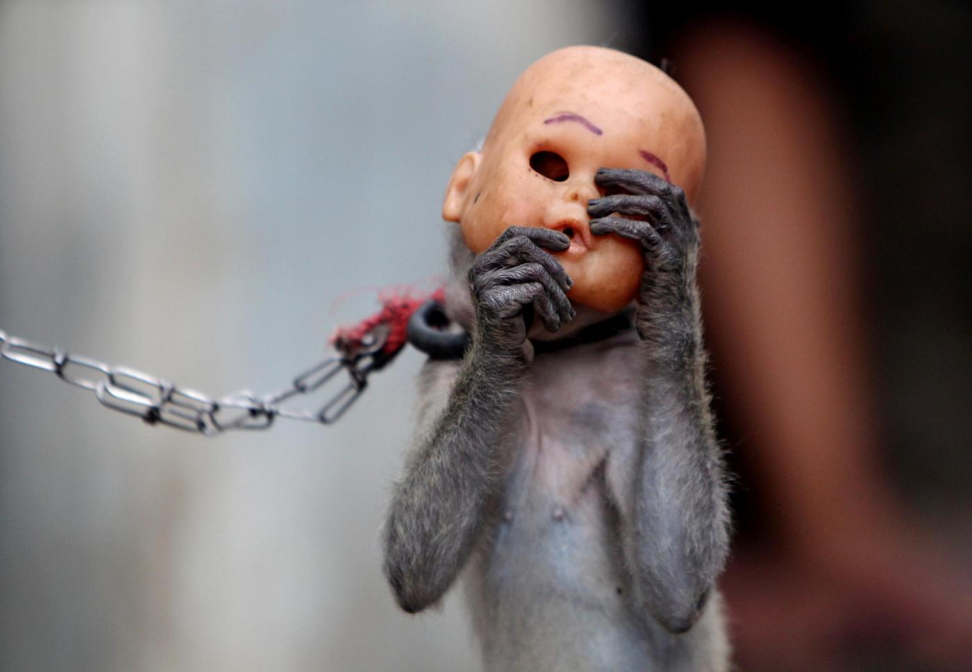 Jakarta dice no alla schiavitù delle scimmie