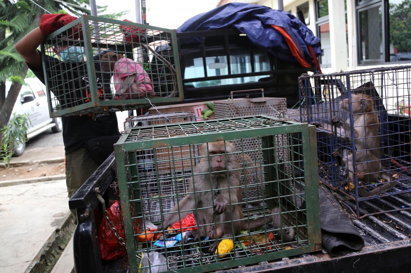 Jakarta dice no alla schiavitù delle scimmie