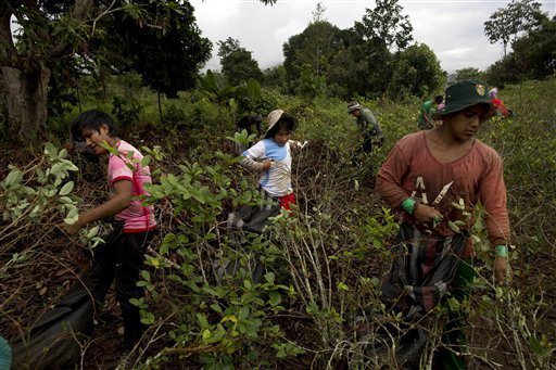 Coltivatori di coca in Perù