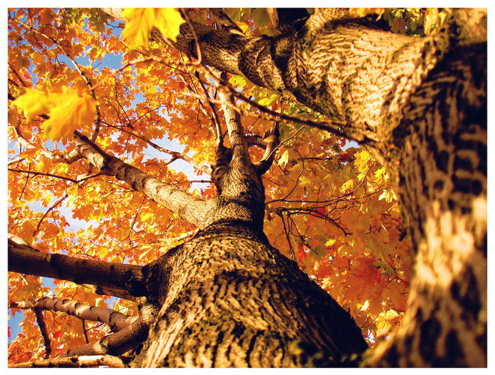 alberi autunno