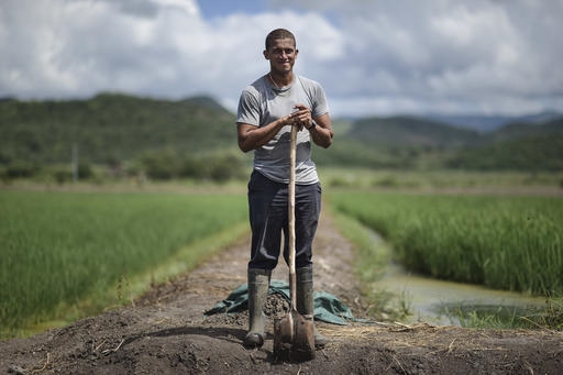 Un coltivatore di riso a Porto Rico