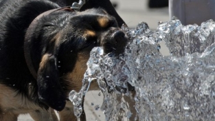 Caldo, numero verde per le emergenze