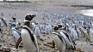 Record di pinguini a Punta Tombo