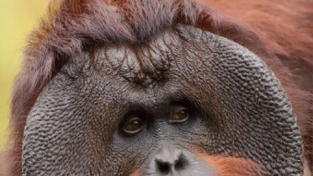 La strage silenziosa degli orangutan