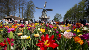 Tulipani d’Olanda
