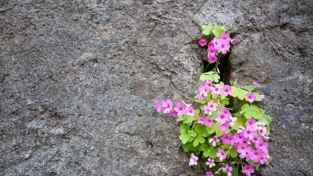 La natura che cresce a fianco dei muri