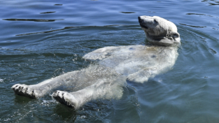 Uomini e animali nella morsa del caldo