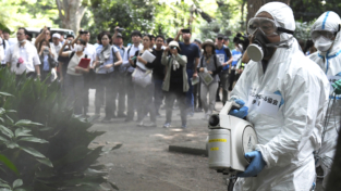 La battaglia contro la febbre dengue in Asia orientale