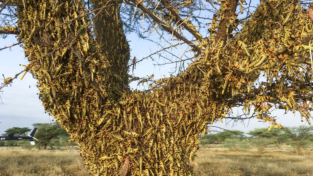 Kenya, l’invasione delle cavallette