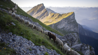 Il gregge sul baratro