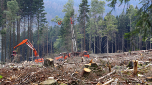 Il coleottero che uccide le foreste tedesche