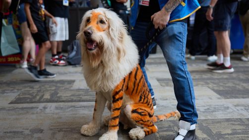 epaselect epa11496723 A person dresses their dog in cosplay as a lion at Comic-Con International in San Diego, California, USA, 25 July 2024. San Diego Comic-Con International is a comics arts conference held from 25-28 July 2024.  EPA/ALLISON DINNER