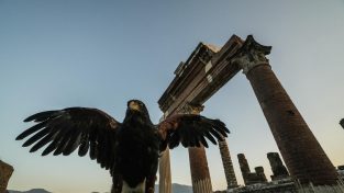 Falconeria, un modo ecologico di proteggere gli scavi di Pompei