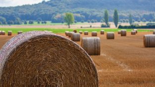 Mantova, istituita la rete del lavoro agricolo di qualità