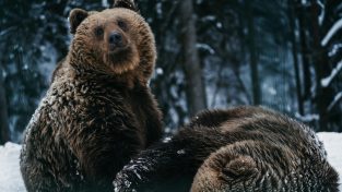 Respiriamo a pieni polmoni, una questione di foreste