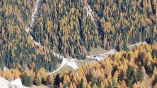 Il bostrico nelle foreste italiane